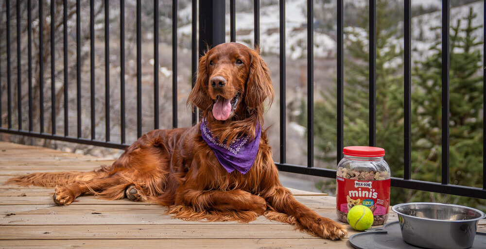 Thing To Do Pet Friendly